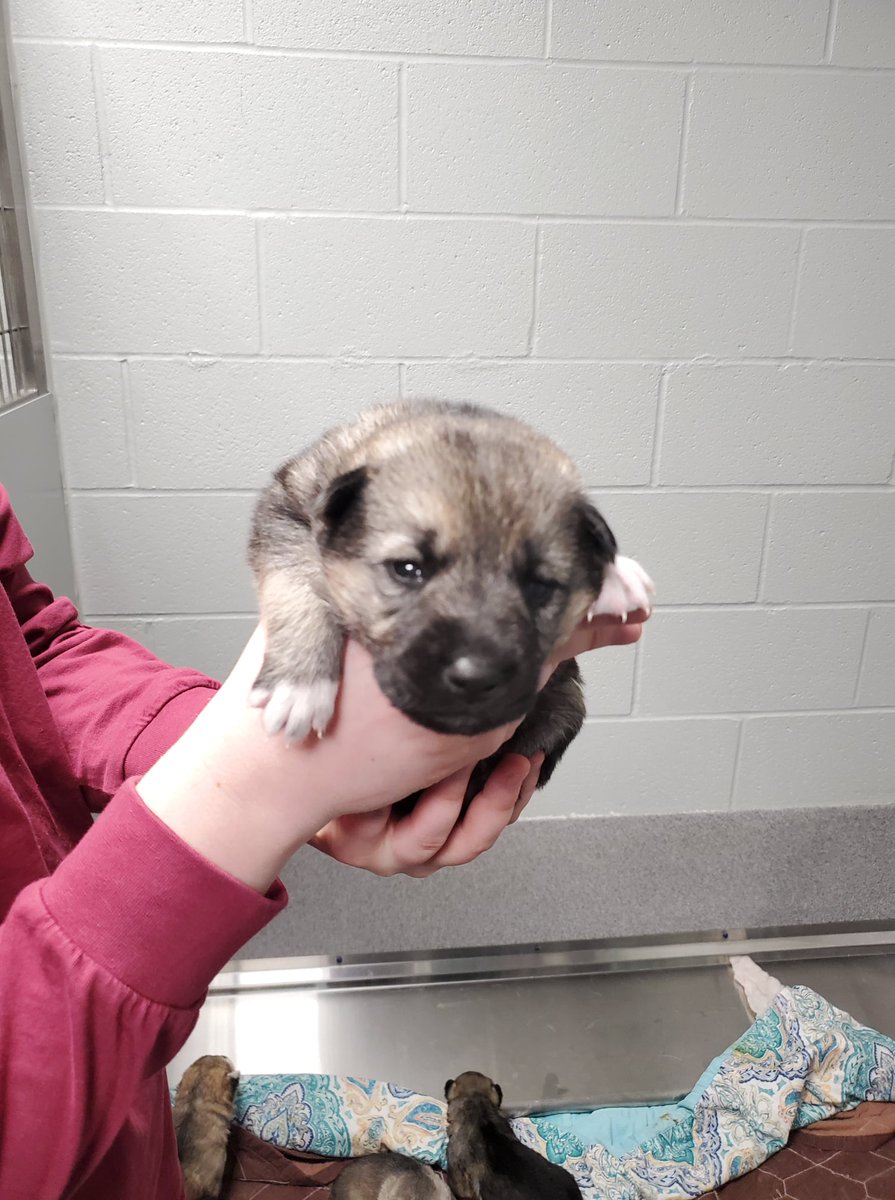 SUHumaneSociety's tweet photo. We are excited to announce on Super Bowl Sunday Maya had 9 puppies! Everyone is doing great! Puppy Shower will be on March 6th 12-4pm. More info on our Facebook! Meet Kelce, Andi, Bell, Brittney, Tyreeka, Sterling, Mahomie, Reid, and Badger! @Chiefs @PatrickMahomes  @tkelce https://t.co/BRHdnX3jEY
