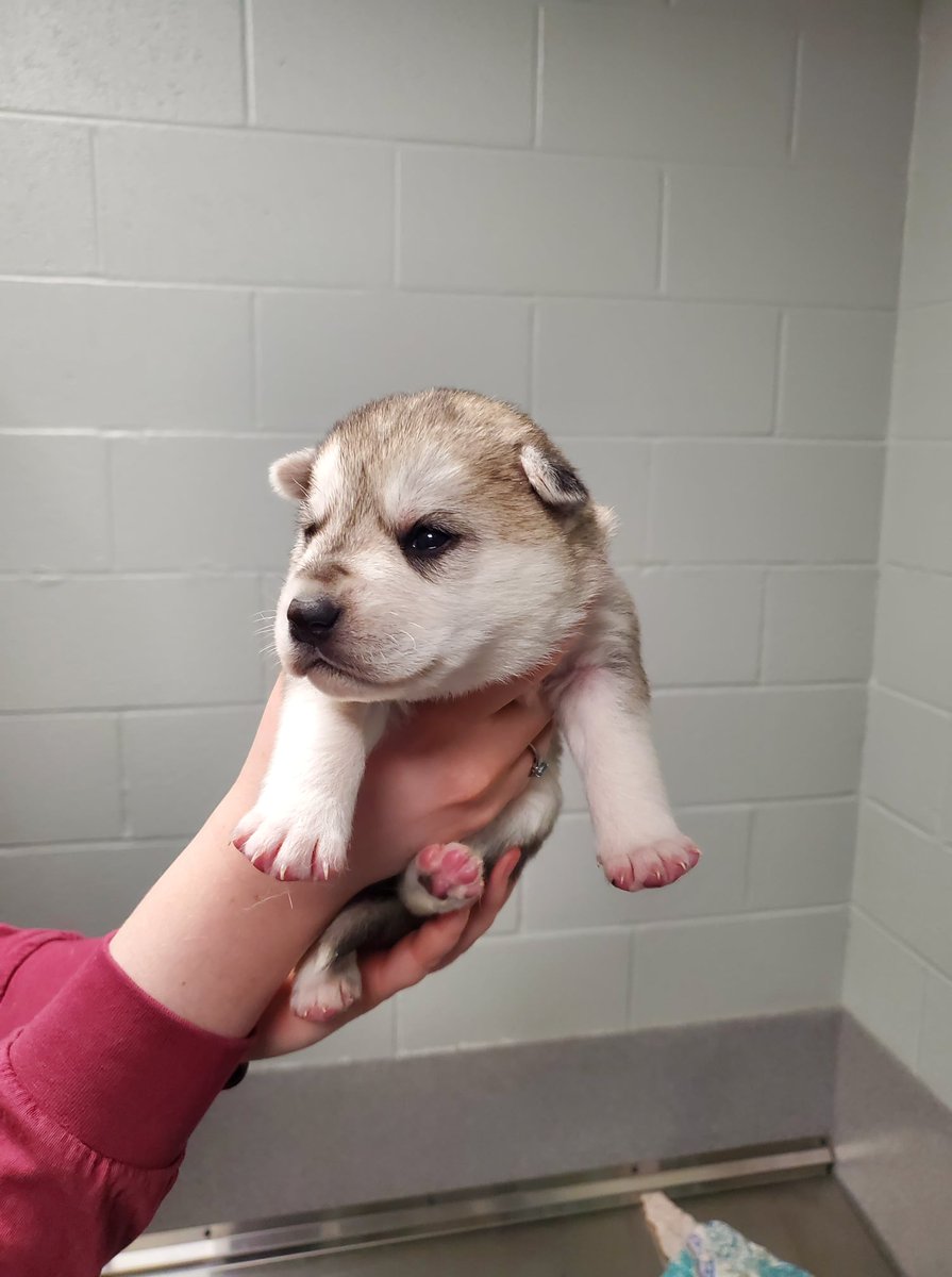 SUHumaneSociety's tweet photo. We are excited to announce on Super Bowl Sunday Maya had 9 puppies! Everyone is doing great! Puppy Shower will be on March 6th 12-4pm. More info on our Facebook! Meet Kelce, Andi, Bell, Brittney, Tyreeka, Sterling, Mahomie, Reid, and Badger! @Chiefs @PatrickMahomes  @tkelce https://t.co/BRHdnX3jEY