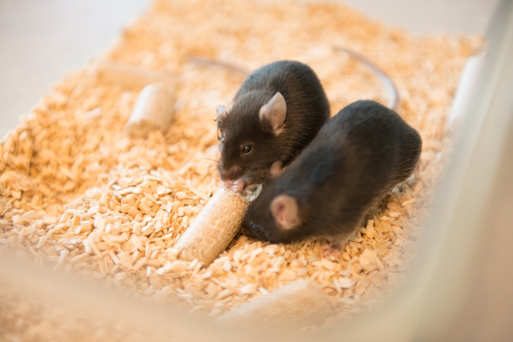 Laboratory Of Ion Channel Research Leuven What Happens When You Eat Cookies During Pregnancy New Research By Caroline Wuyts Et Al Gives A Detailed Look Into The Adaptation Of