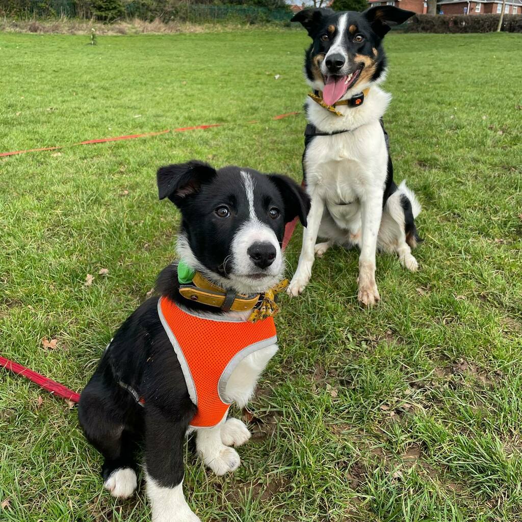 FoundLove_Blog's tweet image. Two weeks of having a puppy: Don’t let these cute faces fool you, they are one heck of a handful. 🤪 Murphy is a bunch of smiles-when not play fighting when not fighting with baby brother.  Max on the other the hand is getting used to little walks and… instagr.am/p/CLuBH6gBMBs/
