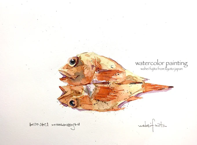 買って来たキンキの開き干し。シンメトリーがファンタスティック。#Watercolor #スケッチ #水彩画 #淡彩略画 #動物画 #風景画 #透明水彩 #京都水彩画塾  #水彩画ワークショップ  #水彩画教室  #京都の絵画教室 