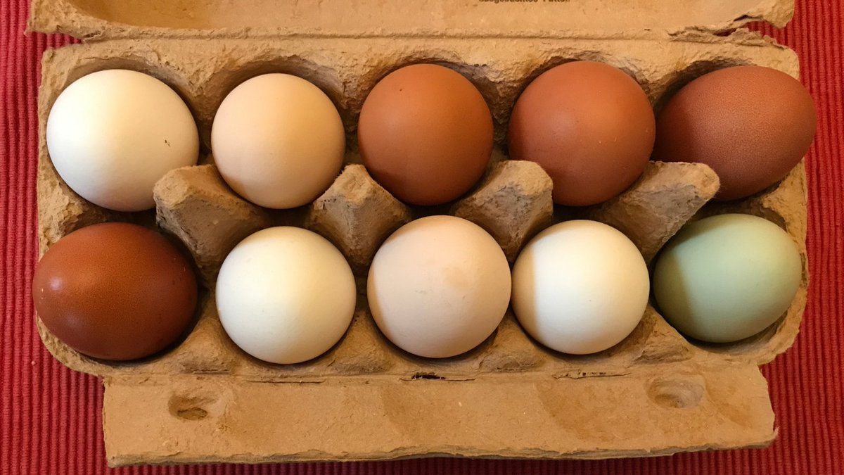welphatchery's tweet photo. Did you know that different breeds of chicken lay different color eggs? Some even lay blue eggs! Which egg color did you not know about? #WelpHatchery #DayOldPoultry #BackyardChickens https://t.co/2Dq7h6W4QF