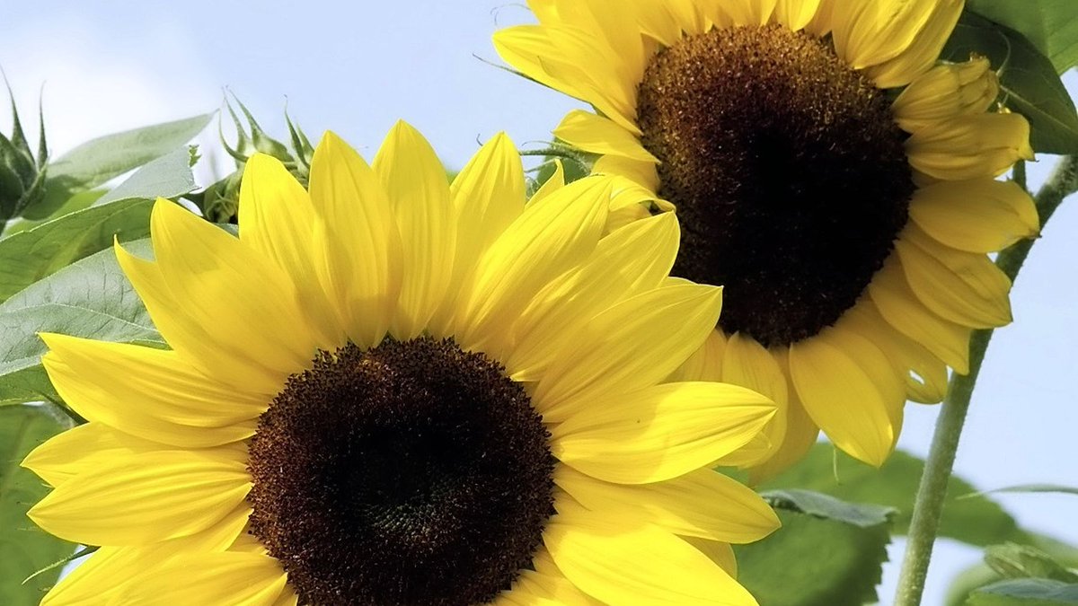 GardenNewsmag's tweet photo. Sunflowers are simple to grow but make a great impact. Here's how to get the best out of them 🌻

#sunflowerseeds #gardeningtips 

https://t.co/2GlvtV3RKc https://t.co/kaoNtpfb7r