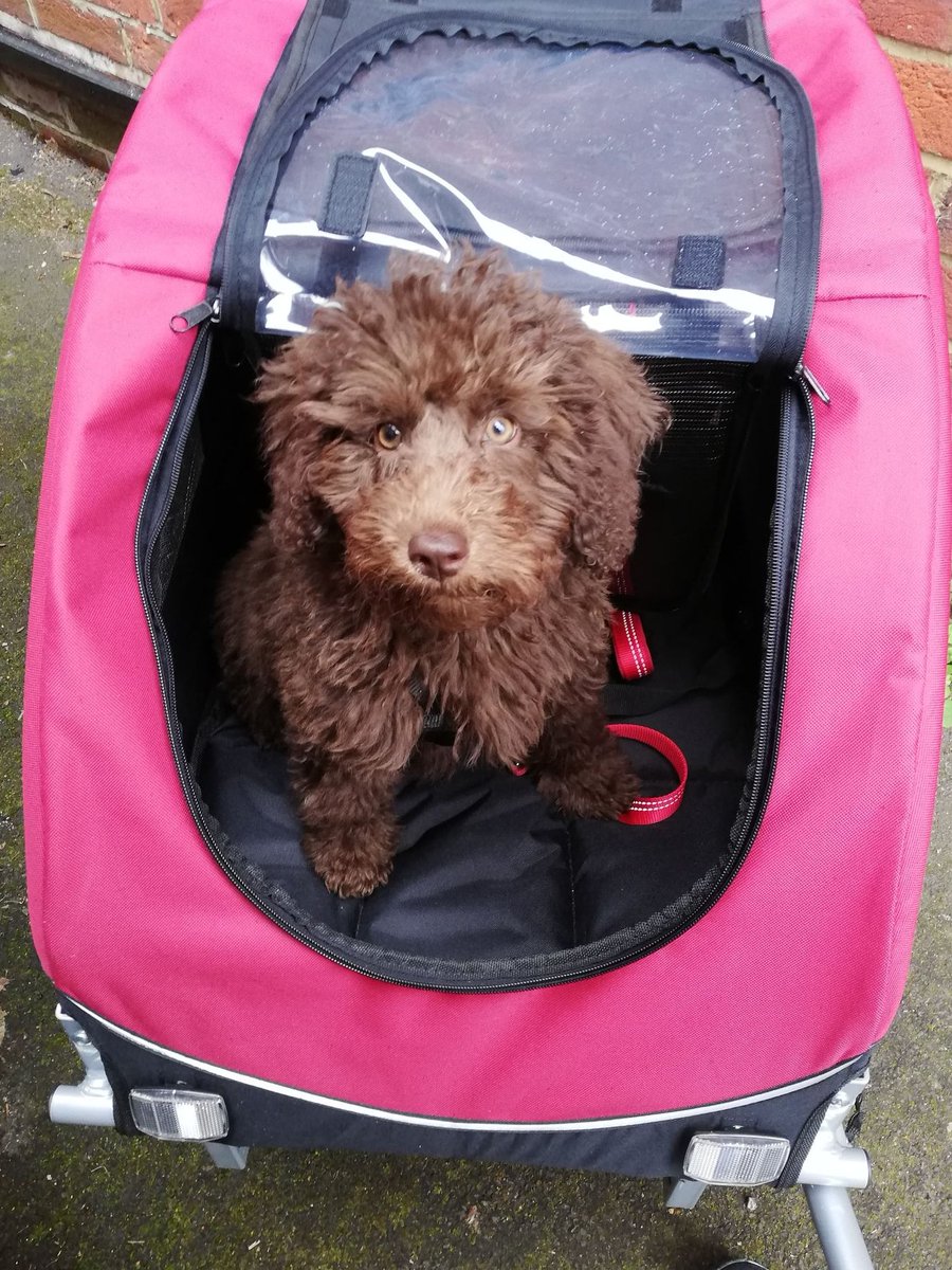 JennyPedals's tweet photo. Big day for the intern as he went for his first bike ride in his trailer🥳 We went on a little route around the block, and he had lots of treats and fuss for brave adventuring! 🚲#dogsbybike https://t.co/w3KDX3uL9L