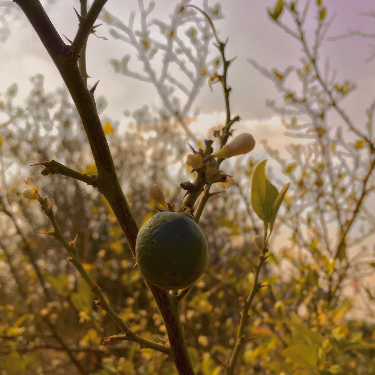 ‏‎﮼مصطفي📮 ّ tweet media