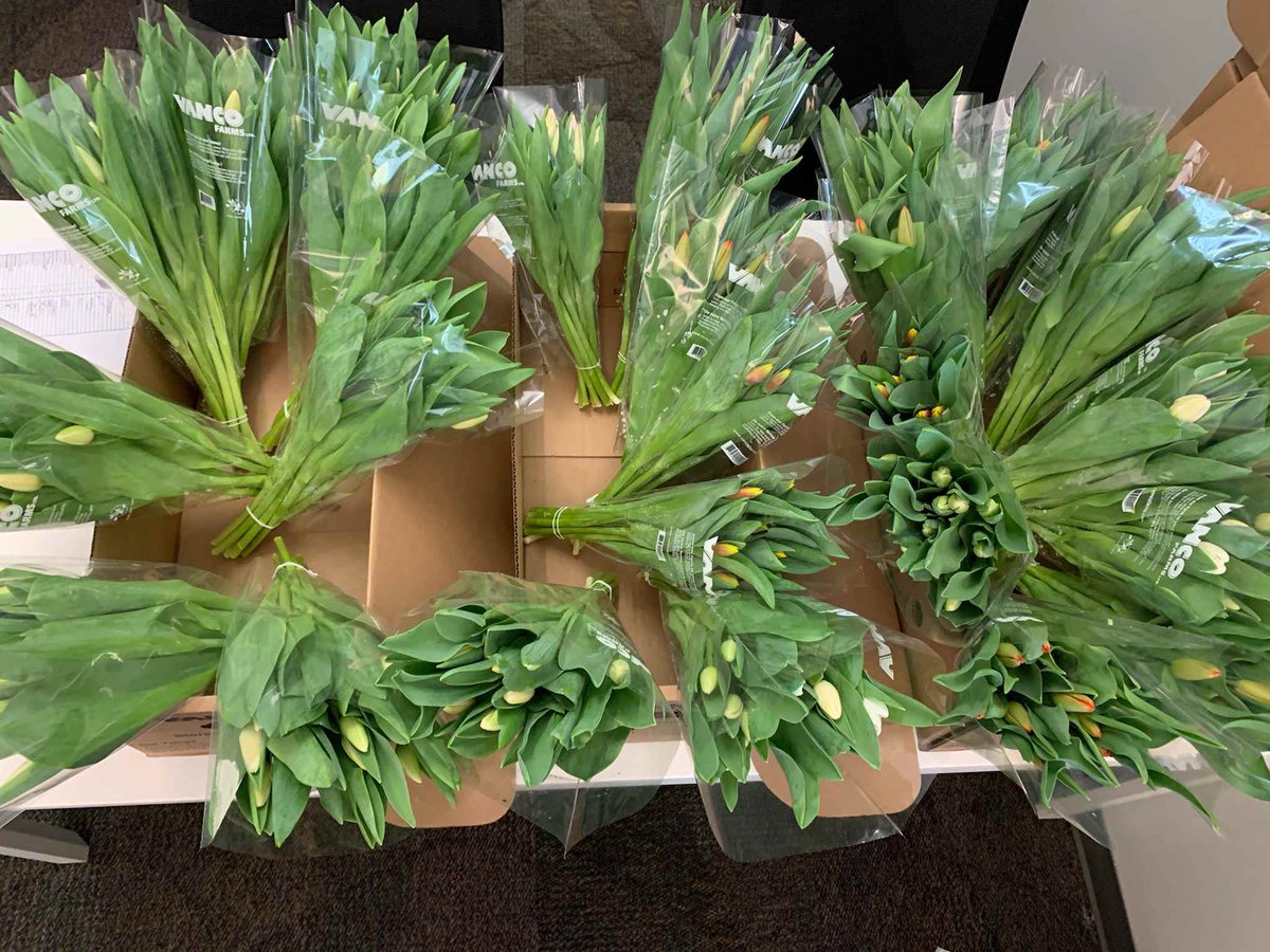 DeltaWarePEI's tweet photo. In support of the Provincial Neonatal Intensive Care Unit @QEHFoundation our employees bought 78 bunches of these beautiful tulips from @Vancofarms!! What a great way to brighten our homes and workspaces! #thankQ #PEI #tulipsforqeh https://t.co/HvL3N96tC1