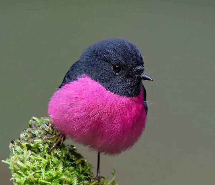 Черно розовые птицы