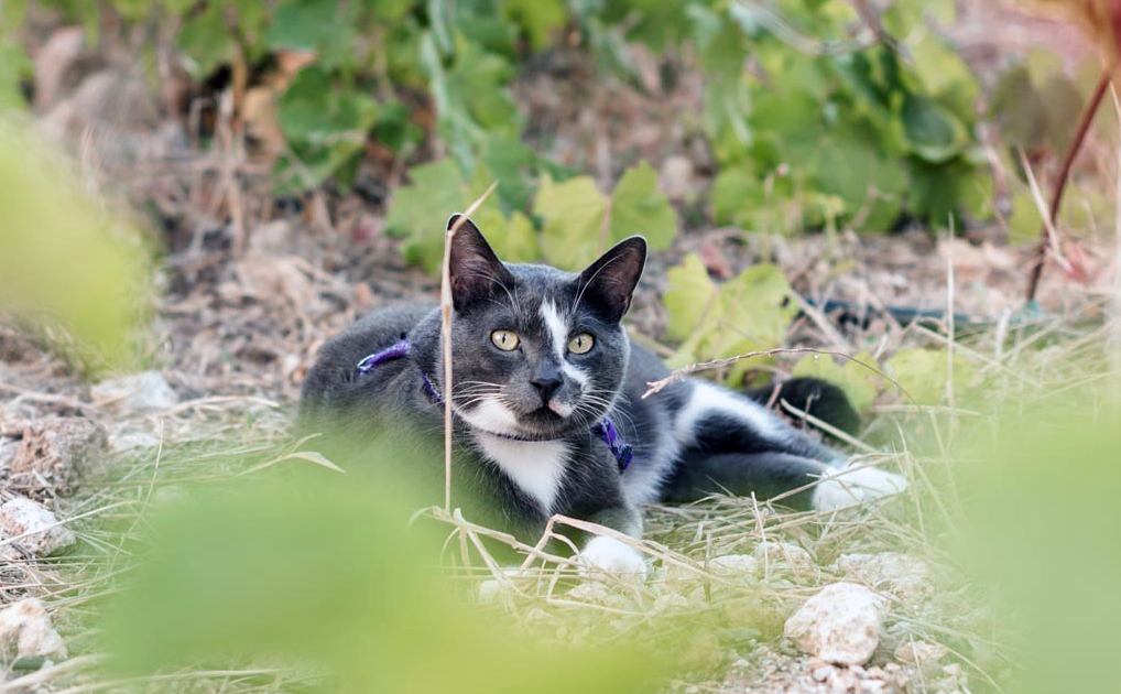 Villa Patmos Netia tweet media