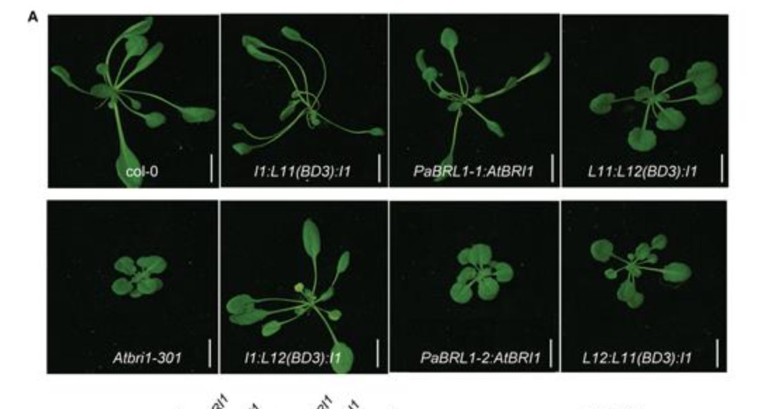 JXBot's tweet image. #Picea abies lacks the most active #brassinosteroid receptor BRI1 &amp;amp; the biosynthesis enzymes for the most active BR, brassinolide, but it does possess a weak but active BR response through castasterone &amp;amp; BRI1-like receptors bit.ly/39wvXLw 
#gymnosperms