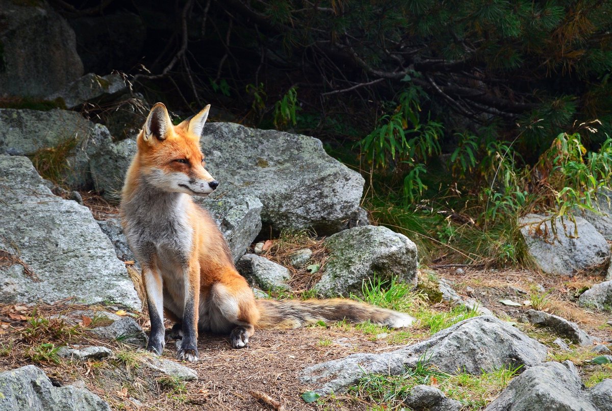 snedgus's tweet photo. I too don't like people who murder foxes.  Fox murderers are to be avoided.  People who have dogs tear foxes to pieces are also fox murderers   #foxmurderer  #foxes #wildlife #cruelty https://t.co/k6MkmMeYPE