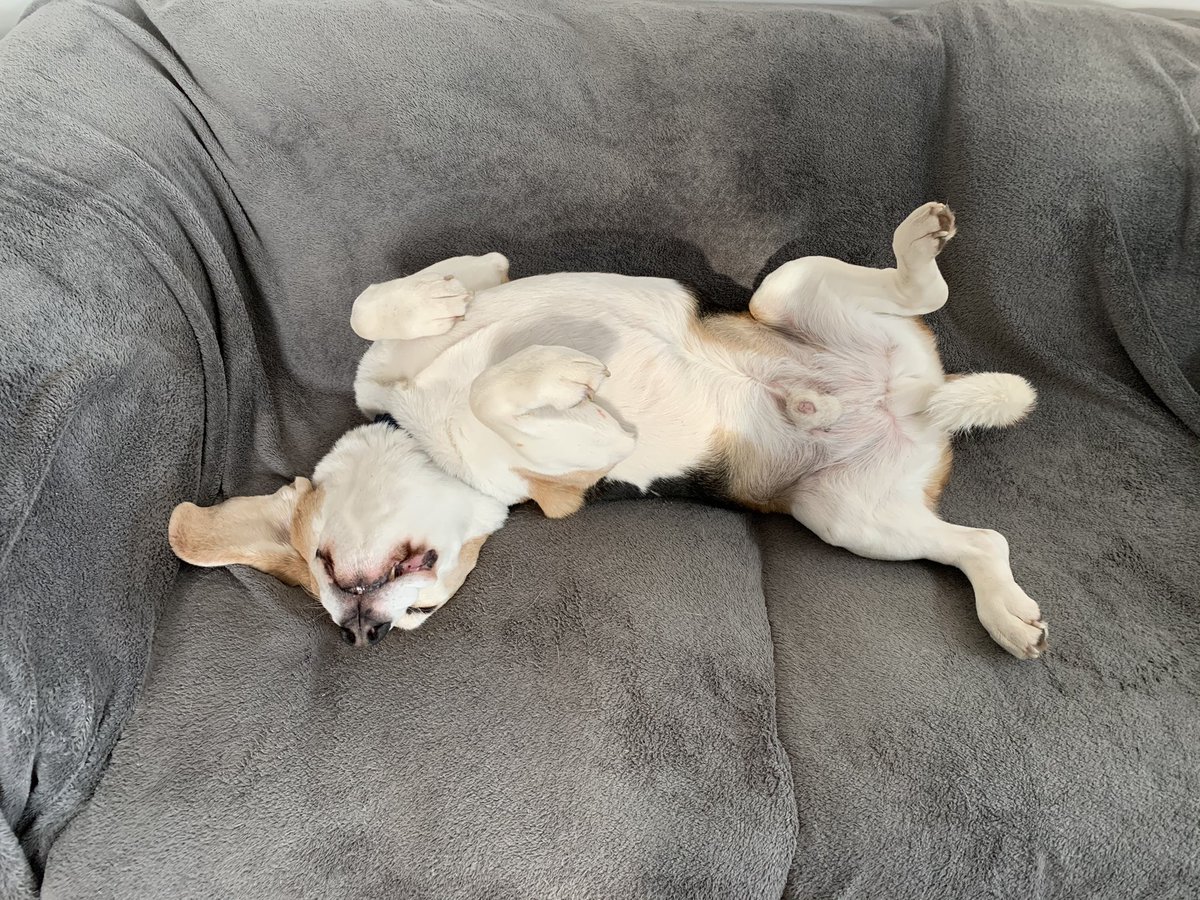 Harvey_Beagle's tweet photo. Having a stressful Thursday https://t.co/pbuGt9KBUS