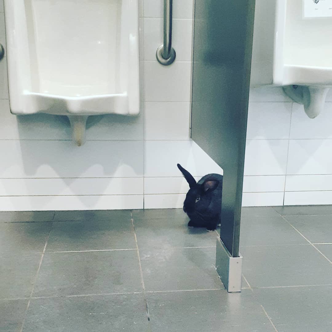 PaulRPalmeter's tweet photo. 1/2 From the unusual file. A bunny was found in a washroom at the Halifax Central Library yesterday. He was named “Flushy”.@CBCNS https://t.co/EoLiYw8dEl