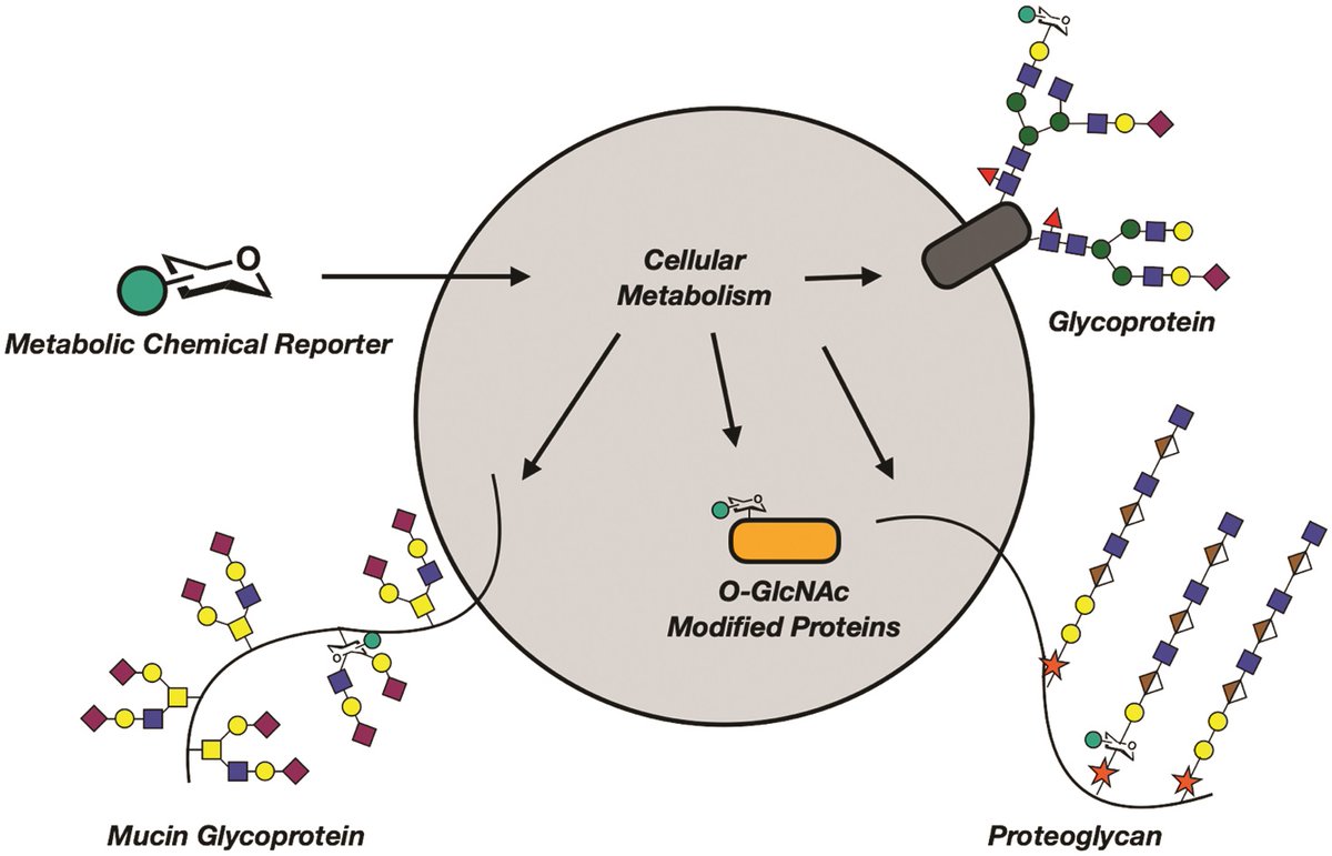 RSC Chemical Biology (@rsc_chembio) on Twitter photo 🔥 New advance #HOT article for RSC Chemical Biology! 🔥 <a href="/MattRPratt/">Matt Pratt</a> & <a href="/NikkiPedowitz/">Nikki Pedowitz</a> <a href="/USC/">USC</a> - "Design and #synthesis of metabolic chemical reporters for the visualization and identification of #glycoproteins" #glycotime
🧐 Read the #openaccess article 👉ow.ly/pVQC50DHHYo 🔥 New advance #HOT article for RSC Chemical Biology! 🔥 <a href="/MattRPratt/">Matt Pratt</a> & <a href="/NikkiPedowitz/">Nikki Pedowitz</a> <a href="/USC/">USC</a> - "Design and #synthesis of metabolic chemical reporters for the visualization and identification of #glycoproteins" #glycotime
🧐 Read the #openaccess article 👉ow.ly/pVQC50DHHYo