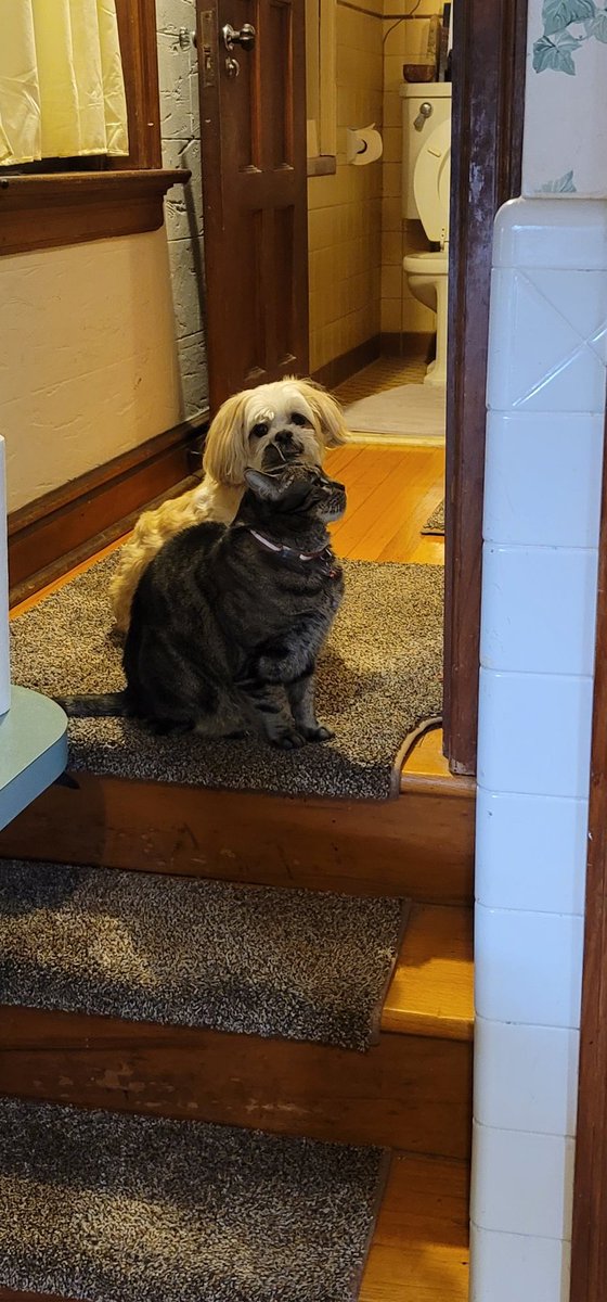2PupsAndACat's tweet photo. We look up to see you in heaven daddy.  Still getting used to you not coming down the stairs anymore.  We love you. https://t.co/MKq1rQKyej