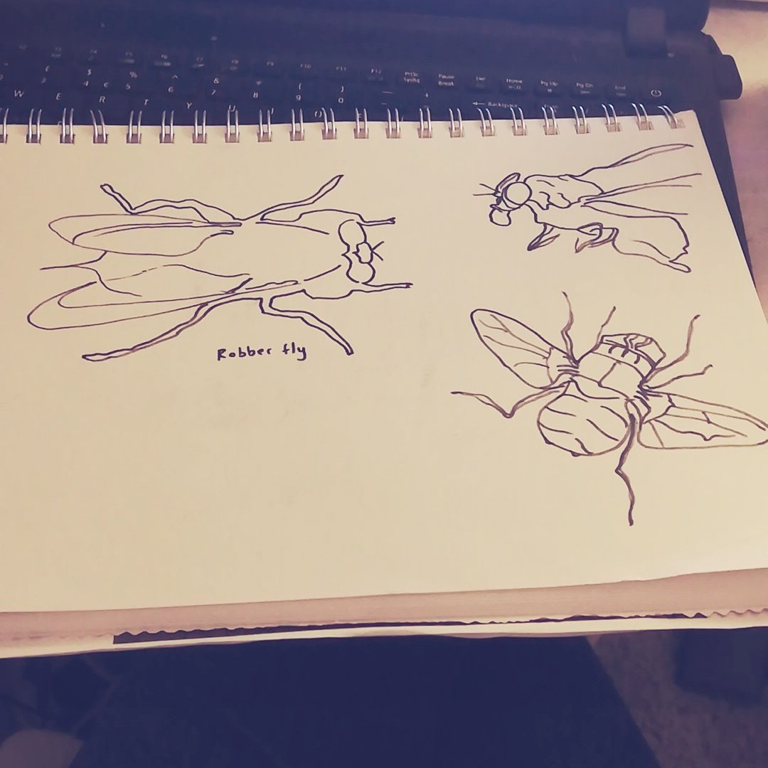 ElleGraceGreen's tweet photo. Great fun drawing flies last night with @morethanadodo! https://t.co/CT0kP6tLWC