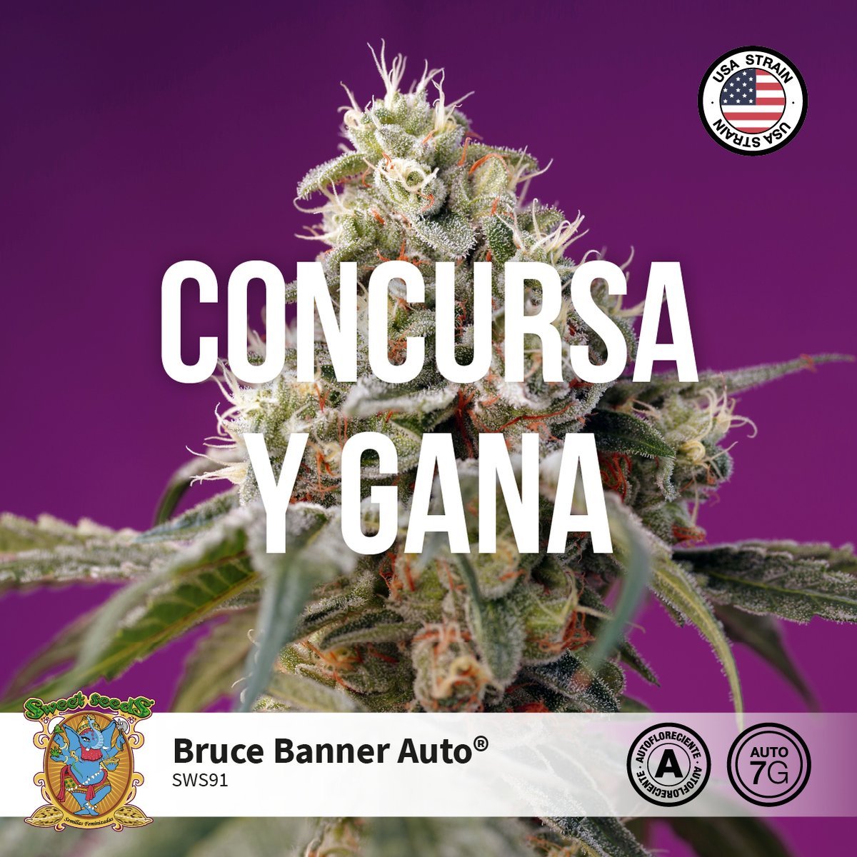 🏆¡¡CONCURSO DE NUESTRA NOVEDAD 2021 ➡️BRUCE BANNER AUTO®️ (SWS91)⚡ 

🍀¡⁣⁣PARTICIPA CONTESTANDO EN ESTE TWEET responde, menciona y GANA!🍀

👉Mira aquí como participar: sweetseeds.es/es/concurso-20…
👉How to participate: sweetseeds.es/en/concurso-20…

¡2 GANADORES!🌱 2 WINNERS!