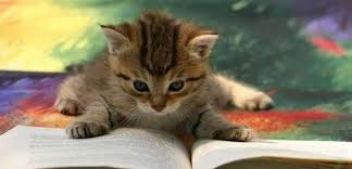 ElizabethRadcl5's tweet photo. Wonderful news Fur-ends West Park Primary School are reading my book on World Book Day 4th March xx Reading is so im-purr-tant xx #WorldBookDay #chickenandfrog #childrensbkshop #talesonmoonlane #dauntbooks #pickledbooks #foyles #hatchards https://t.co/0dqre1Ky9U