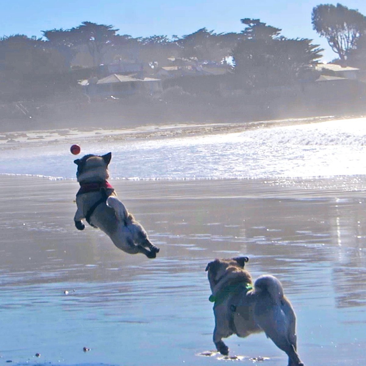 MaggieMiloPugs's tweet photo. Minnie would occasionally show Max how itโs done. โค๏ธ๐๐ #ThrowbackThursday #flyingpug #pug https://t.co/BFoeQsExNg