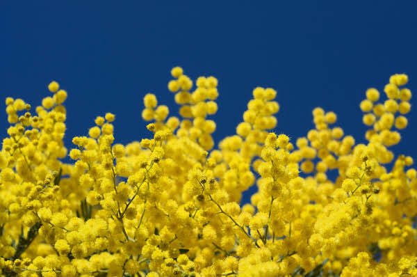 คัตเตอร์                                 มิโมซ่า
‘ถึงเธอจะไม่มอง       ’ได้แอบชอบเธอ
ฉันก็ไม่เป็นไร               เงียบๆ แบบนี้
ฉันมีแค่เธอเสมอ’       ก็มีความสุขแล้ว’