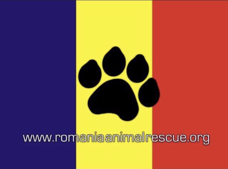 scanme_tukslaw's tweet photo. SPAY + NEUTER AWARENESS
🐶✂️🐱✂️🐶✂️🐱✂️🐶✂️🐱✂️
Please support charities such as Animal Spay Neuter International whose sole purpose is to sterilise homeless animals & support the strays of Europe.
https://t.co/zVVxjy9CRn
#NotBornToStray #neuter #spay #spayathon #Dog #Cat https://t.co/bUWVv3X0hT