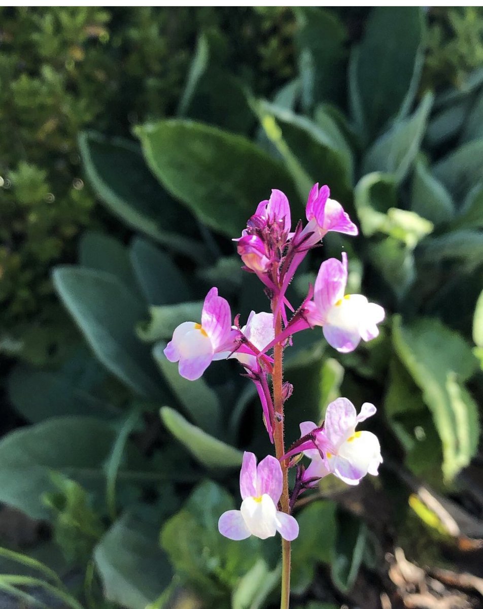 tweetsketweet's tweet photo. Geen #wikke. Maar wie weet wel de naam van deze plant? #durftevragen #februariplantenmaand @liaadriaans uit een zaaimengsel vorig jaar https://t.co/jDL41JkoFI