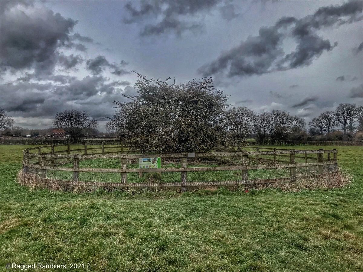 The ‘Hethel Thorn’, an ancient tree in the landscape of south Norfolk. The small circular fence encompassing it is officially designated as a nature reserve. It must be one of the smallest in Britain #norfolk #landscape #trees #ancienttrees #heritage #naturereserves