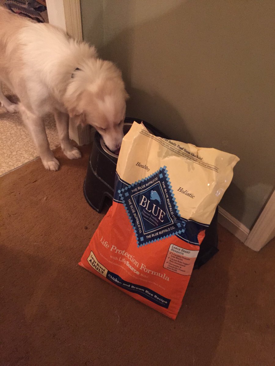 SaintSchrute's tweet photo. Love me some ⁦@bluebuffalo⁩ #happydoggy #delious https://t.co/yxjyDo5wIX