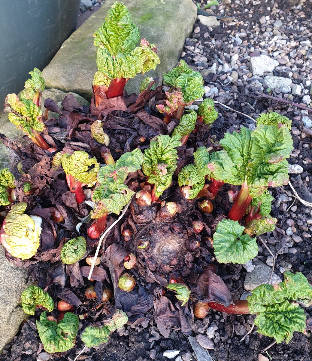 Juliedawsonpret's tweet photo. #springiscoming
Our rhubarb is coming back https://t.co/BfZ0VR0LZa