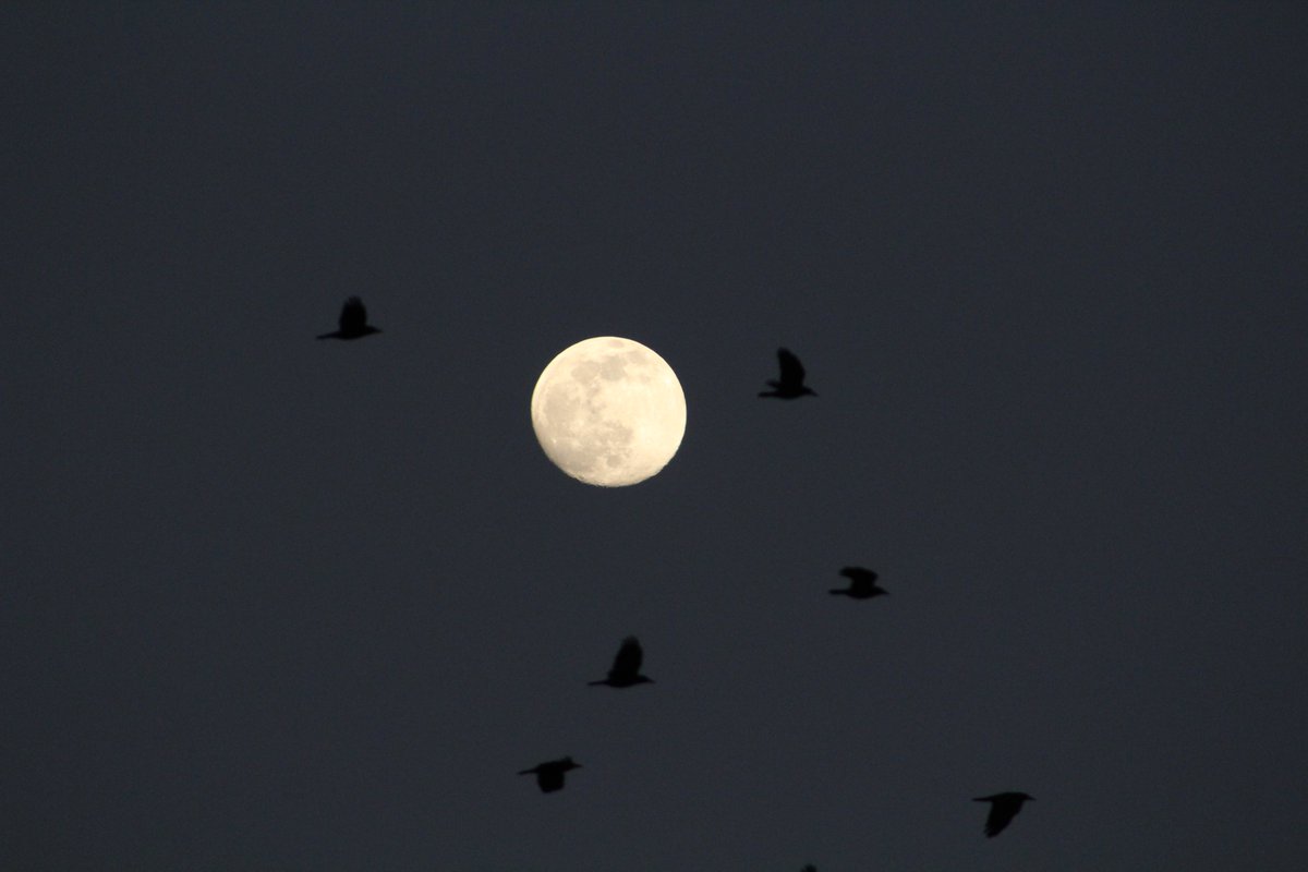 RomanSverdan's tweet photo. Космос за вікном. Ні фільтрів, ні фотошопа. #moon #space #тупокосмос #canononly https://t.co/bOeRj1Zits