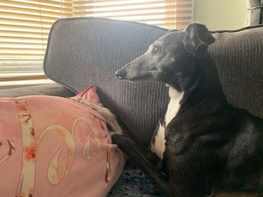 AnimalComms's tweet image. Maizy's friend Matt recently passed into the Spirit world. I was fortunate enough to speak to him before he passed and then this lovely girl a few days later. #dogsoftwitter #PetsAreTheBest #animalcommunication #animalsoftwitter