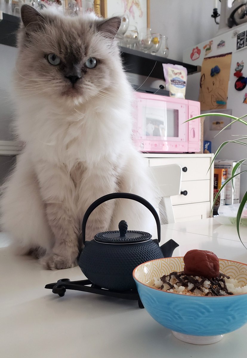 Continuing culinary excursions with umeboshi! Today I tried a ume-chazuke, using tasty genmaicha for the tea. Very delicious flavor profile. Ludwig was intrigued, I think the bonito from the dashi lured him to the table :)