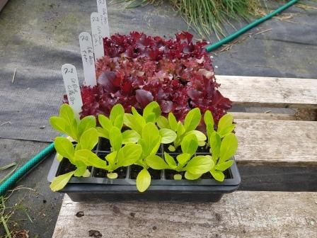 There’s nothing quite like fresh home grown veggies. Order your plants now and enjoy a 10% early bird discount. Chose from our range of tried and tested varieties. - [Campaign URL]