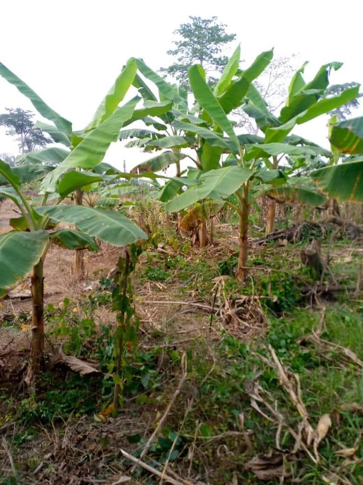 Solidaridad_wa's tweet photo. To forestall the impact of #COVID19 on food security, @Solidaridad_wa
is supporting 108 family farms to establish climate-smart cocoa model farms intercropped with #staplecrops to meet their basic nutritional needs for the next 3 years, through #CORIPII funded by @NLinGhana https://t.co/u9sWT8Hknb