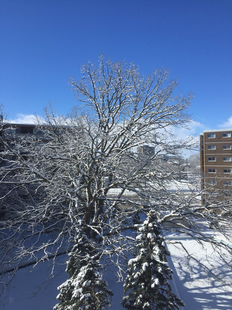 Beautiful fresh snow in Ottawa's west end'