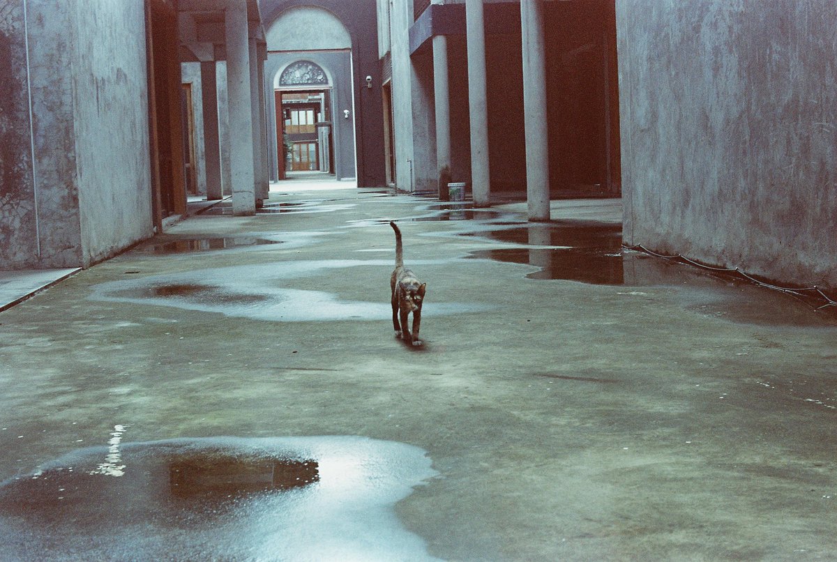 naphat_kkk's tweet photo. แมวเป็นสัตว์กินฟิลมล์

#Catfilm #filmphotography https://t.co/n8ilfcr2Ho