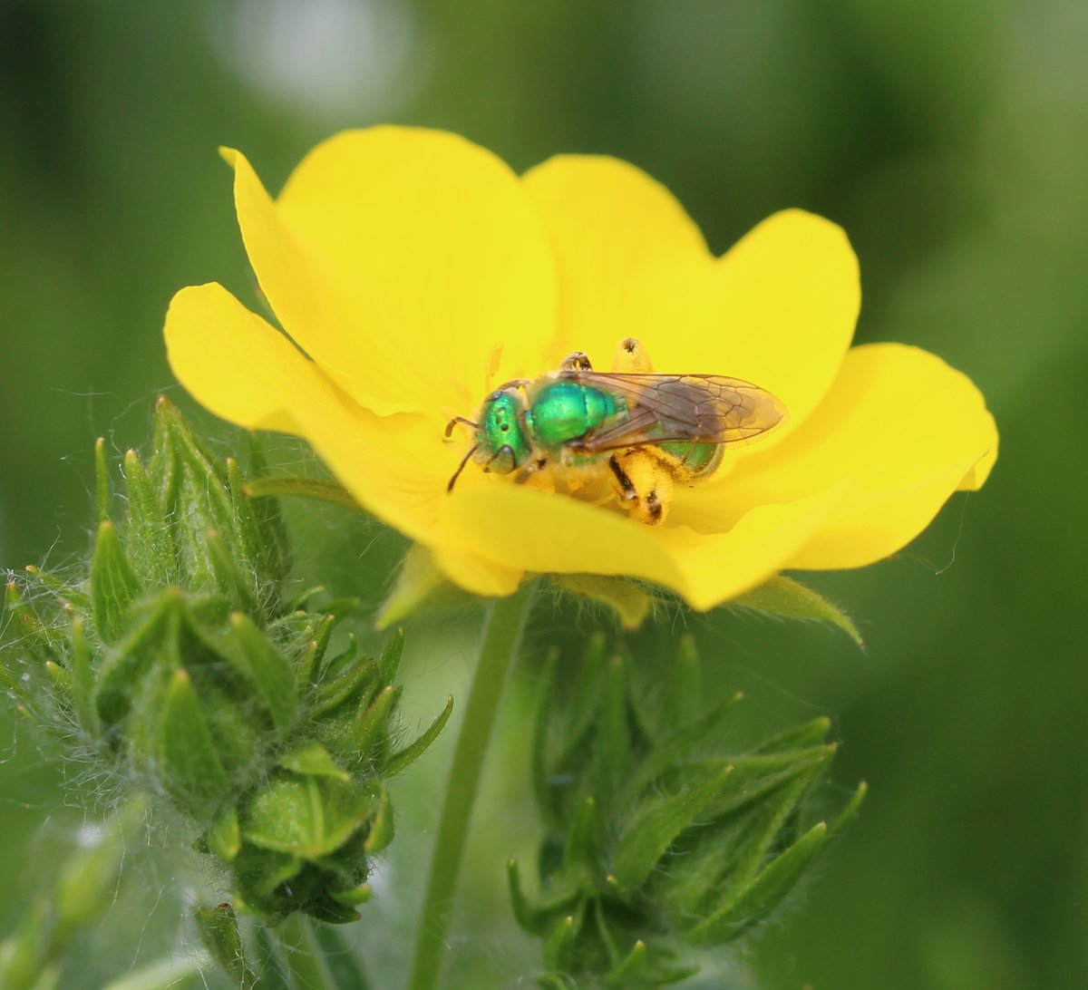 zucchinibeemama's tweet photo. Okey dokey, let's start the day with some lgbees.
June 2020. #agapostemon #bcbees https://t.co/Ok54Ezku7d