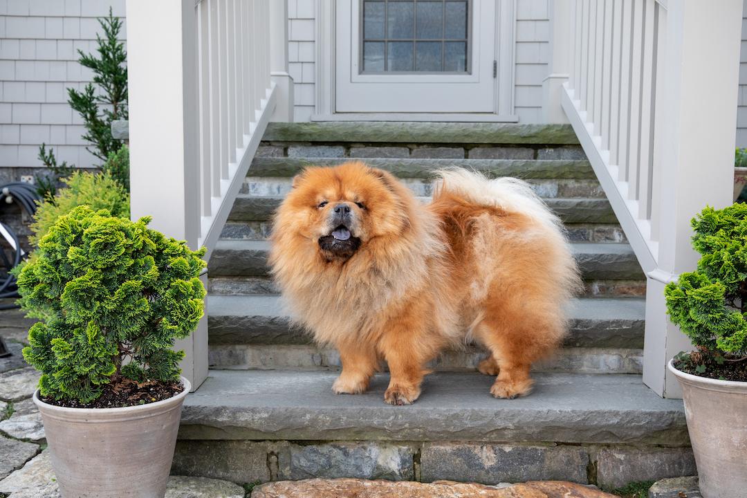 marthacbd's tweet photo. Ready to start a #CBD routine with your dog? #MarthaStewartCBD for dogs delivers great-tasting wellness for your pet, featuring scientifically determined amounts of premium hemp-derived CBD and other beneficial ingredients for dogs of all sizes and ages. https://t.co/s1gpvVQrM2
