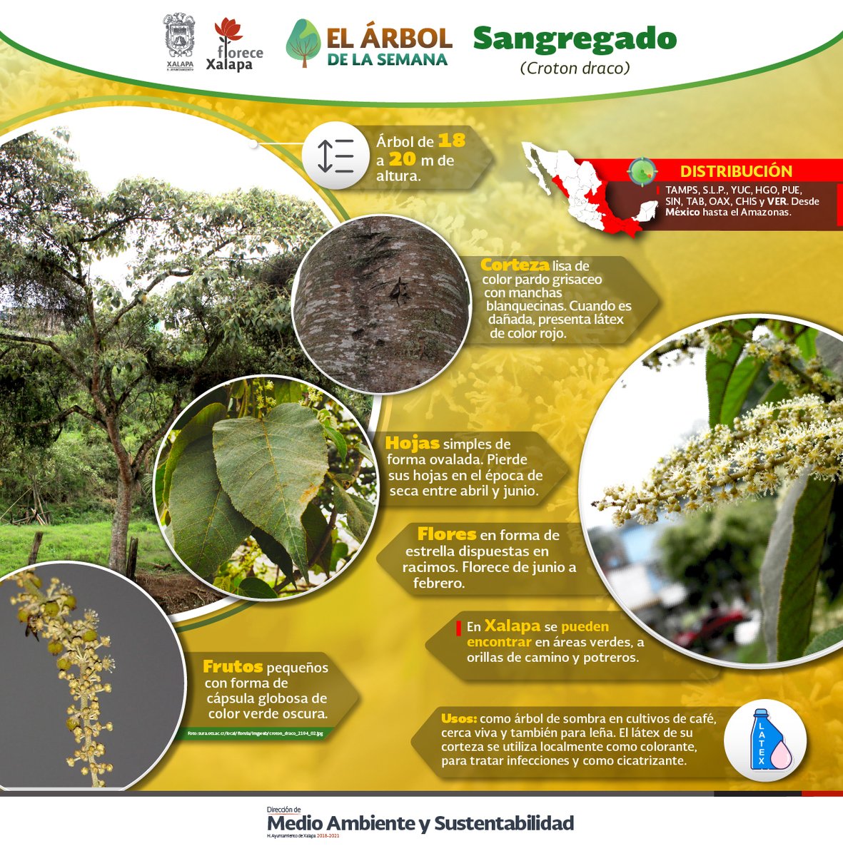 DMAS_Xalapa's tweet photo. El "Sangregado" (𝐶𝑟𝑜𝑡𝑜𝑛 𝑑𝑟𝑎𝑐𝑜) es el #ÁrbolDeLaSemana🌳 | Este curioso ejemplar llega a medir 20 m, sus flores tienen una forma de estrella; cuando su corteza es dañada, presenta látex de color rojo, En #Xalapa lo podemos encontrar en áreas verdes.
#DMAS
#DByCC https://t.co/TKSORqj7T4
