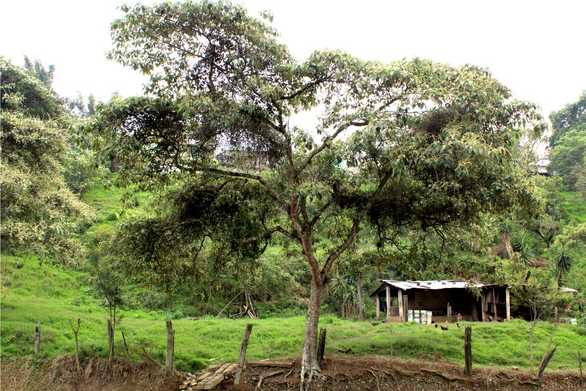 DMAS_Xalapa's tweet photo. El "Sangregado" (𝐶𝑟𝑜𝑡𝑜𝑛 𝑑𝑟𝑎𝑐𝑜) es el #ÁrbolDeLaSemana🌳 | Este curioso ejemplar llega a medir 20 m, sus flores tienen una forma de estrella; cuando su corteza es dañada, presenta látex de color rojo, En #Xalapa lo podemos encontrar en áreas verdes.
#DMAS
#DByCC https://t.co/TKSORqj7T4