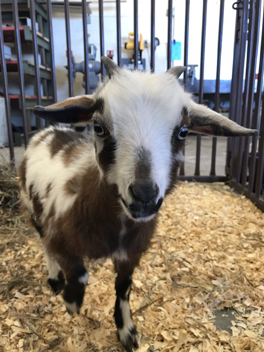 meadffa's tweet photo. we had a GREAT turnout for our petting zoo on tuesday! https://t.co/IYrWFG4FHs