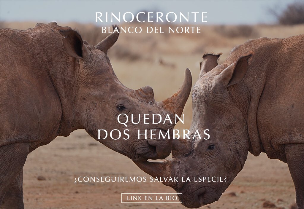 waraca_org's tweet photo. ⚠️🦏 Es difícil salvar de la extinción a una especie con tan sólo dos ejemplares, y más aún si son del mismo sexo. Por lo menos son hembras, si fuesen dos machos sería más catastrófico aún. 

¿Son suficiente dos hembras para recuperar a una especie?

👀 https://t.co/Ey7J4Elv8Z https://t.co/ntqX0NR3uq