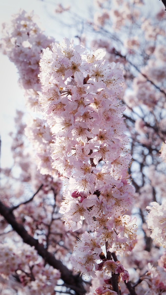 Cyrus_mxy's tweet photo. 🌸Spring is coming https://t.co/Yyj7cvPpGh