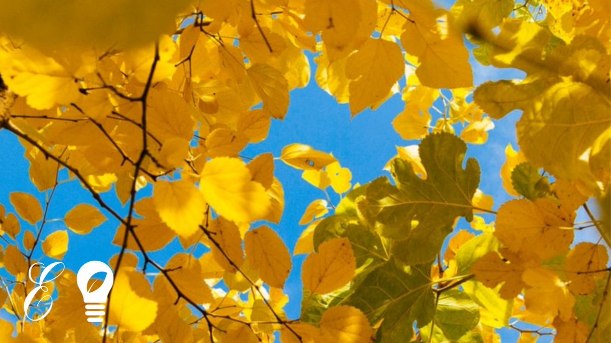 Emma McIntyre tweet media