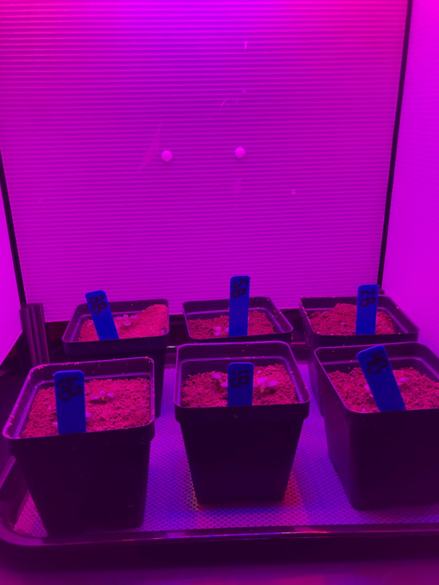 hmlsnhs's tweet photo. 🥰🥰🥰🌱 @GrowBeyondEarth https://t.co/ICk1ad56Dw