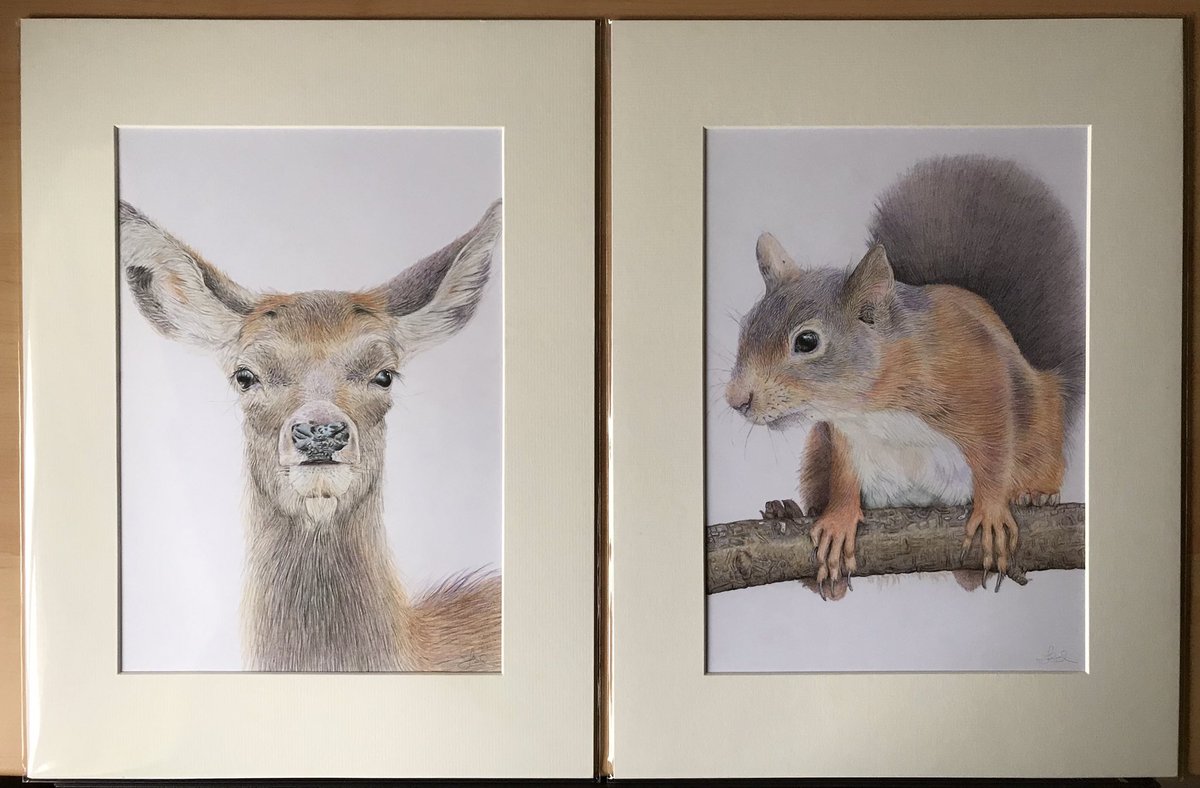 studio22artz's tweet photo. All of these original wildlife drawings are currently available. Contact me for more info if interested. All in 16 x 12” mounts with A4 aperture. #art #drawing #birds #deer #squirrel #hares #giraffe https://t.co/72TIX9D2ba
