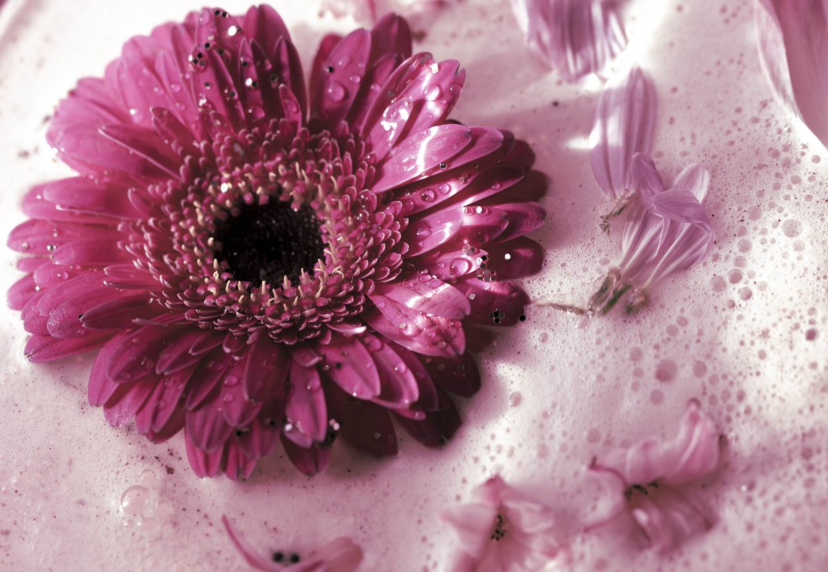 Pink innocence #flowerphotography #macroandflowers #macrophotography #photography #macro #stilllifeflowers #stilllifemacrophotography