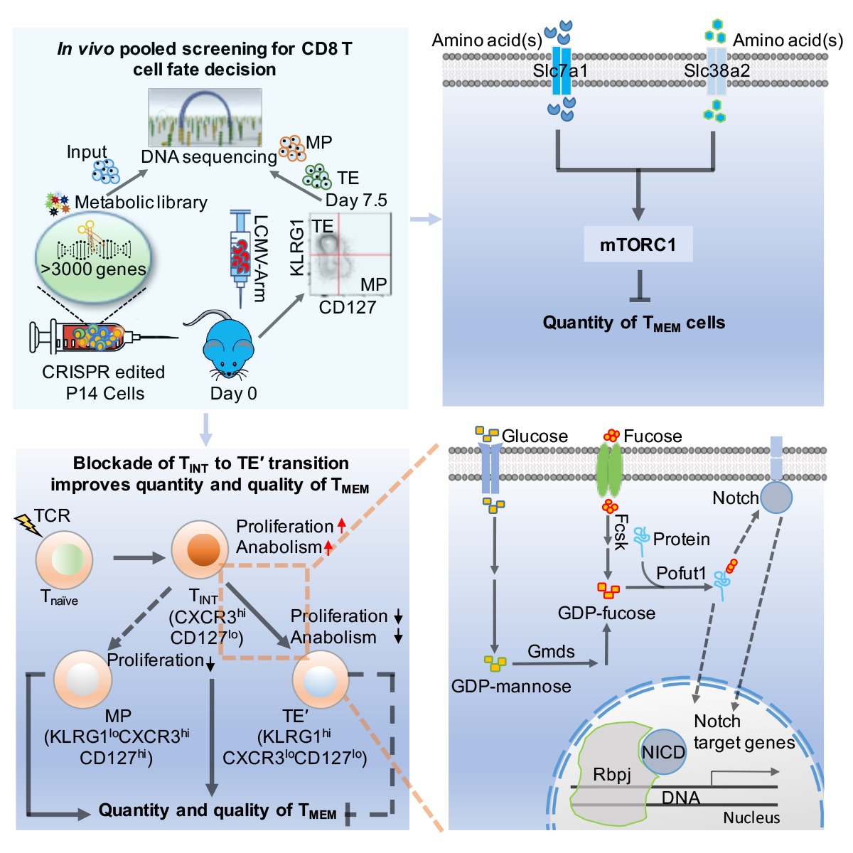 Now online! In vivo #CRISPR screening reveals #nutrient signaling processes underpinning CD8+ #Tcell fate decisions bit.ly/2O3nC9v