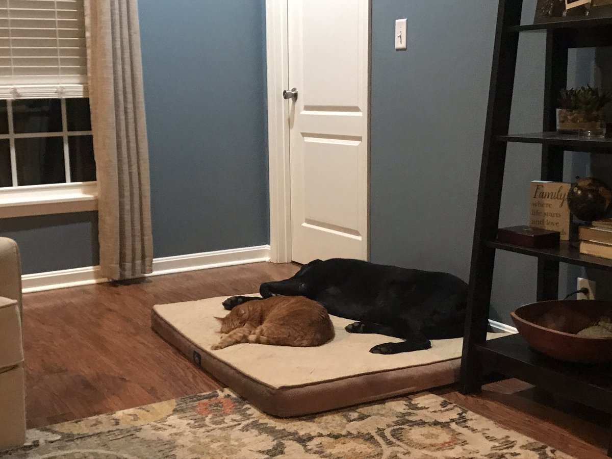 AAzinger's tweet photo. @__treyyy_ Here they are laying together 😂😍 https://t.co/aAueaJy9fA