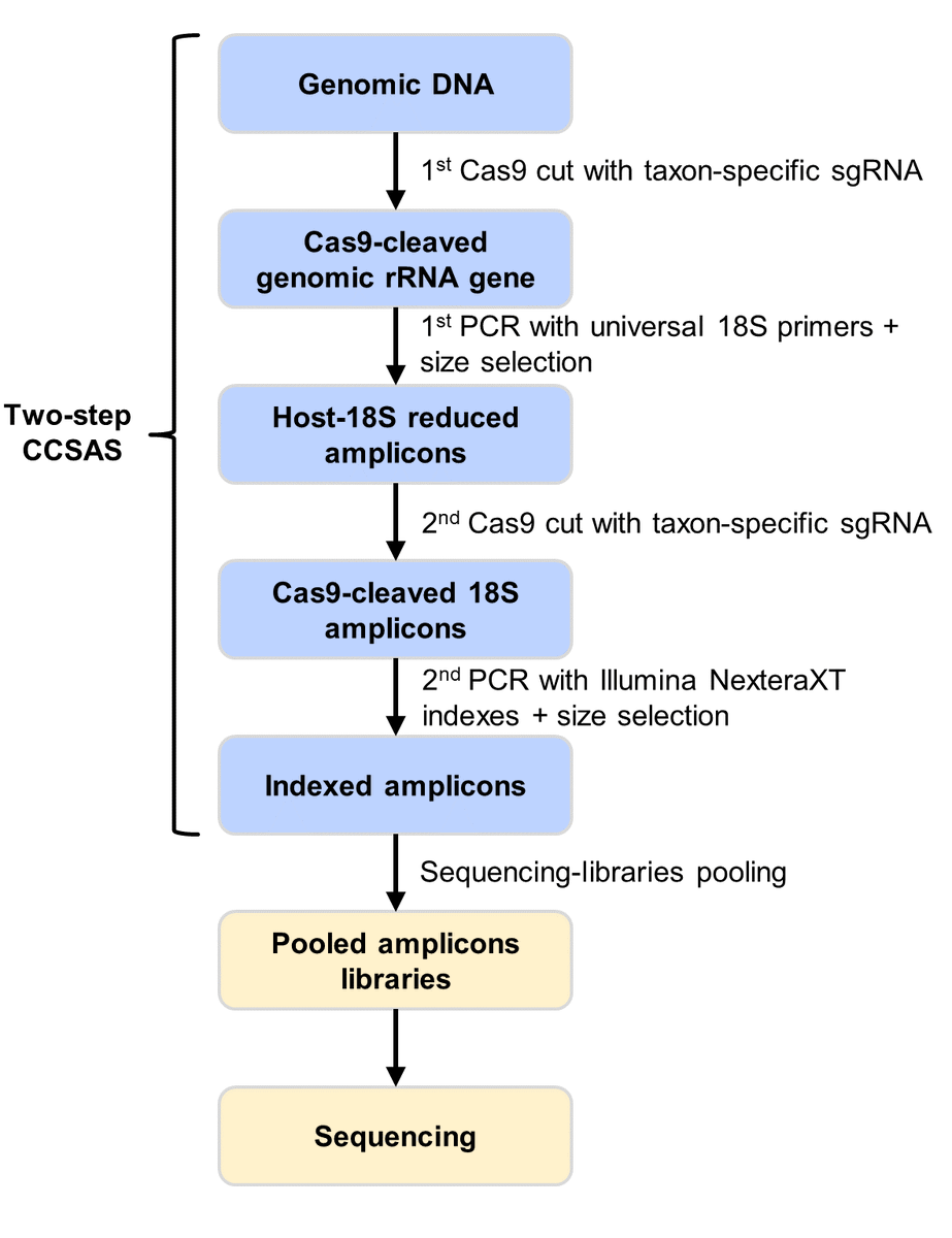 Virosphere2012's tweet photo. Delighted to share our pre-print by @kevinzhong2006 on a new CRISPR-Cas-based approach #CCSAS to reveal the composition of the eukaryotic #microbiome https://t.co/Kj8A6ByLsU. CCSAS has much less host 18Scontamination than other methods. Comments on the work are much appreciated. https://t.co/0yI6gbZW1f