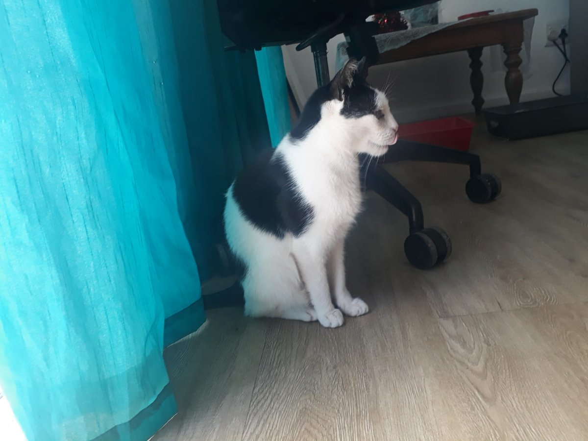 ShadowThomas5's tweet photo. #CatsOfTwitter #cats
#model #modeling #catmodel #catmodeling #blue #catsmatter https://t.co/8xCXOPphLs